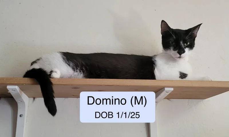 A young medium-sized male Domestic Short Hair cat named Domino for adoption in Vacaville, CA