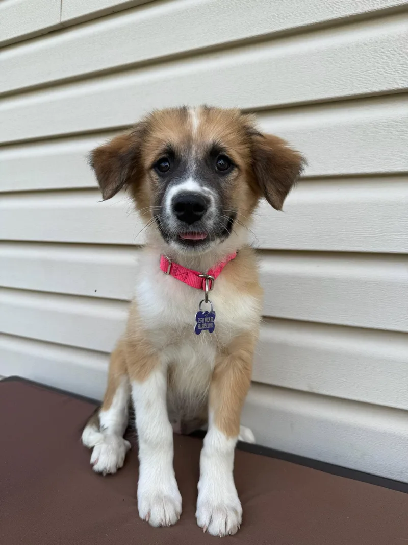 A baby medium-sized female Australian Shepherd dog named Janie for adoption in Hillside, IL