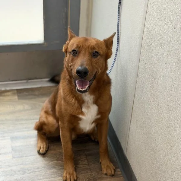 An adult medium-sized male Shepherd dog named Bear for adoption in San Diego, CA