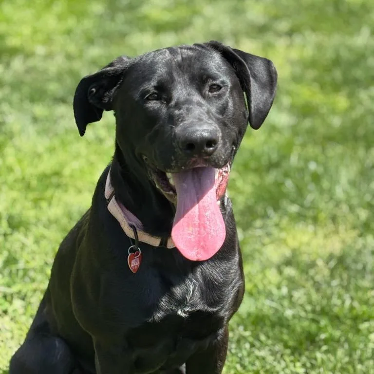 An adult large-sized male Black Mixed Breed dog named Odin for adoption in Medford, OR