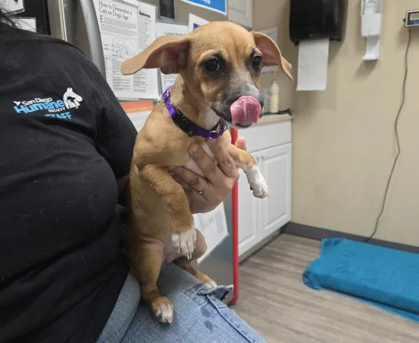 A baby small-sized female Chihuahua dog named Loddie for adoption in Oceanside, CA