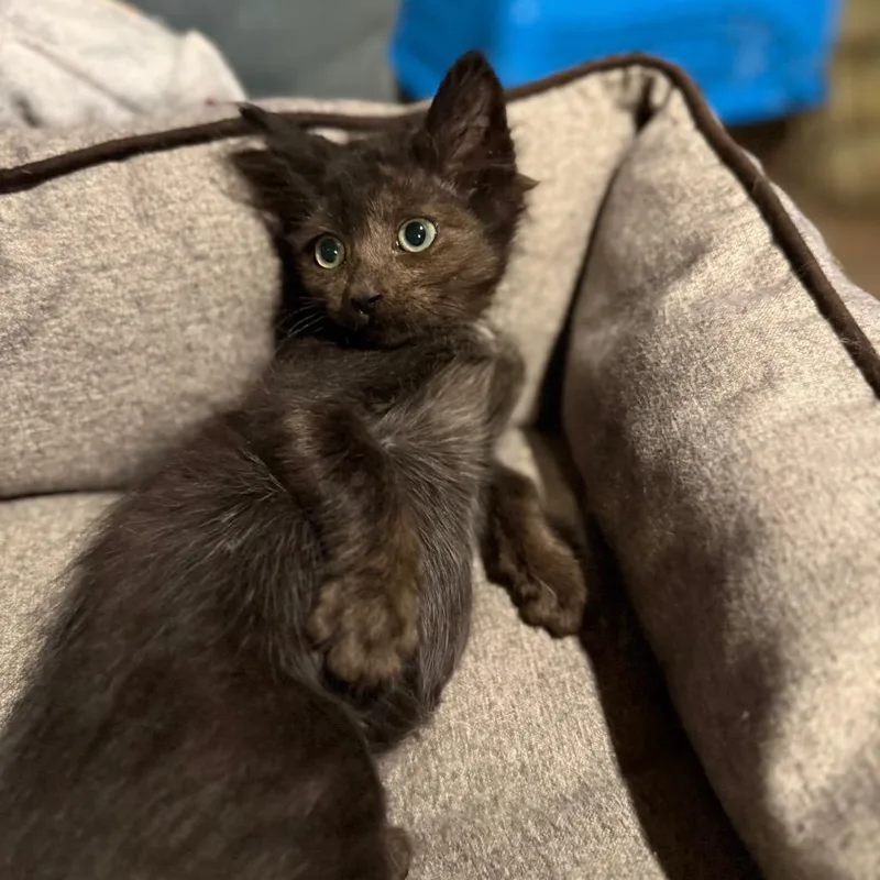 A baby small-sized male Black Domestic Short Hair cat named Mr. Krabs for adoption in Jarrettsville, MD