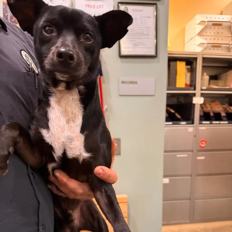 A young small-sized male Terrier dog named Ziggy for adoption in Upland, CA