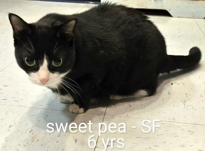 An adult medium-sized female Domestic Short Hair cat named Sweetpea for adoption in Amherst, VA