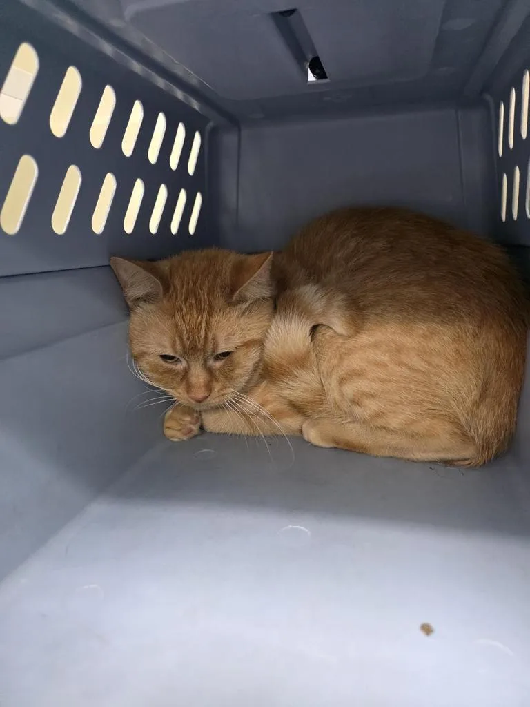 A young small-sized male Domestic Short Hair cat named Cheeto for adoption in Saint Paul, MN