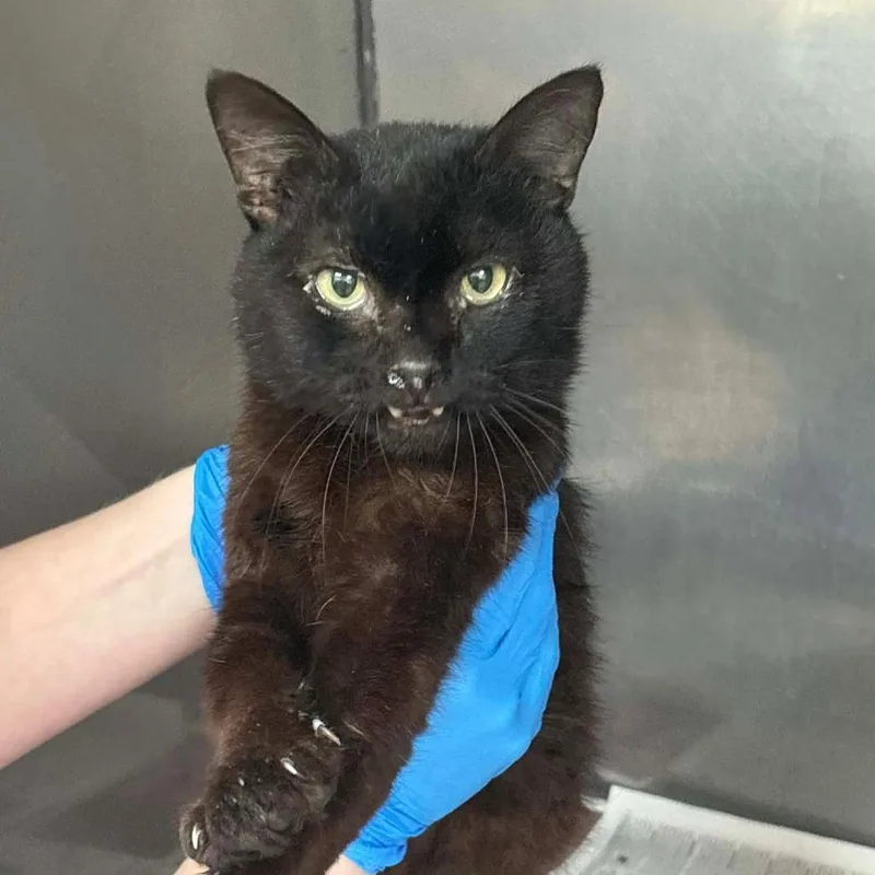 An adult small-sized male Black Domestic Short Hair cat named SVASStray for adoption in Lyndhurst, VA