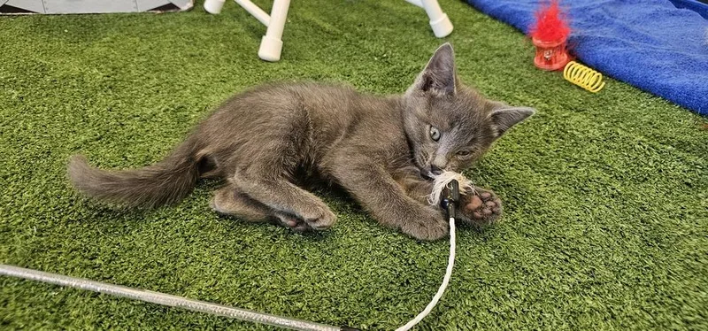 A baby small-sized male Gray / Blue / Silver Domestic Short Hair cat named Jellyroll for adoption in Powder Springs, GA
