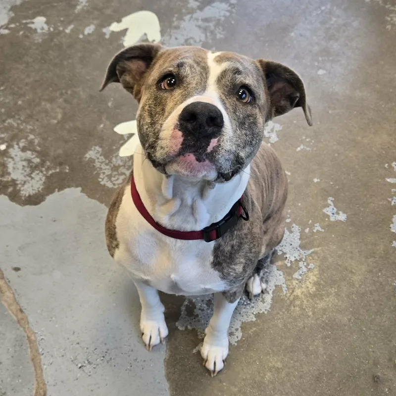 An adult medium-sized female Gray / Blue / Silver Pit Bull Terrier dog named Lavender for adoption in Martinsville, IN