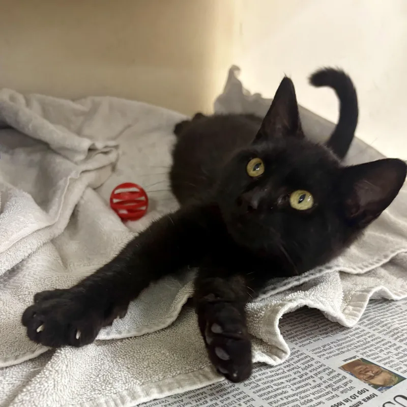 A young medium-sized male Black Domestic Short Hair cat named Espresso for adoption in Charles City, IA
