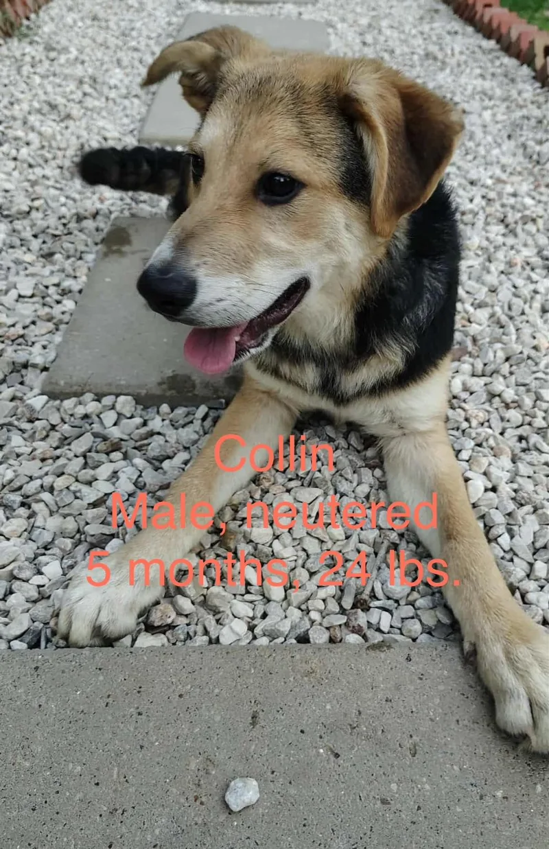 A baby medium-sized male German Shepherd Dog dog named Collin for adoption in Barkhamsted, CT