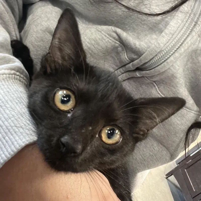 A baby small-sized female Black Domestic Short Hair cat named Twyla for adoption in Tampa, FL
