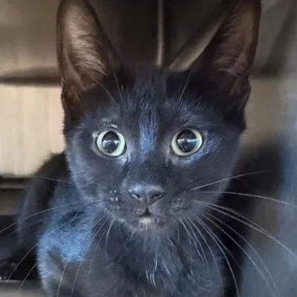 A baby medium-sized male Black Domestic Short Hair cat named Angus for adoption in Tinley Park, IL