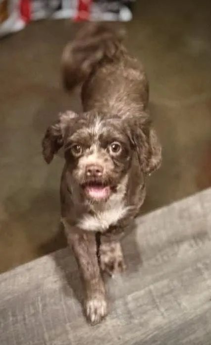 A young small-sized female Brown / Chocolate Cockapoo dog named Bess for adoption in Syracuse, NY