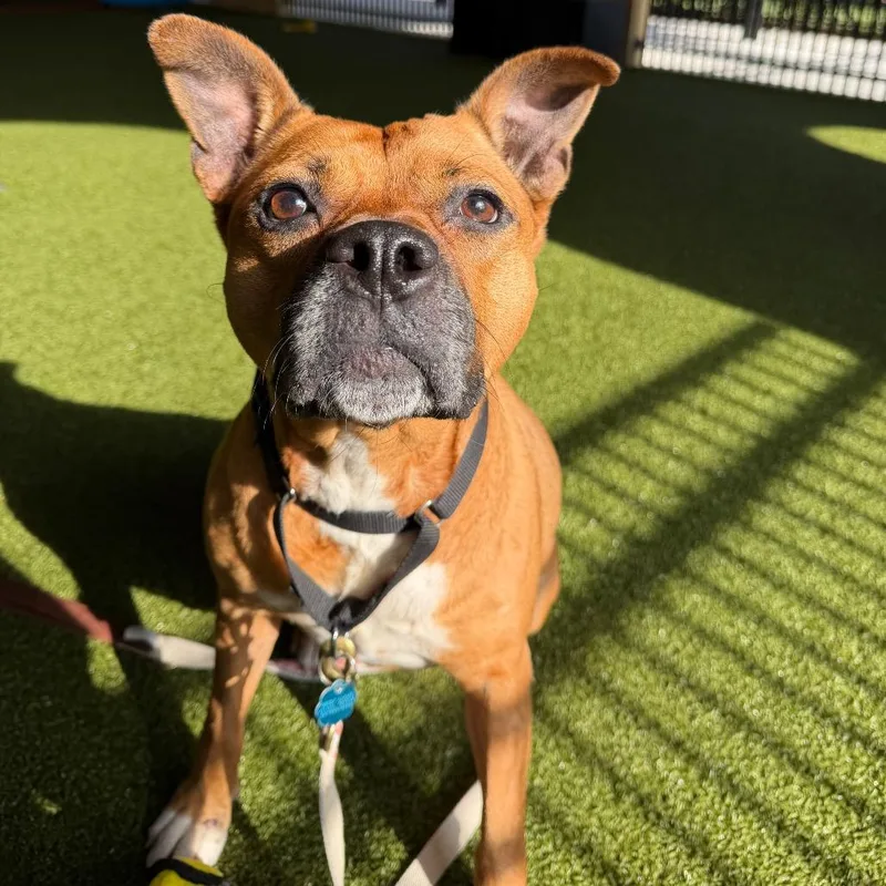 An adult medium-sized female Brown / Chocolate Boxer dog named Hope for adoption in West Palm Beach, FL