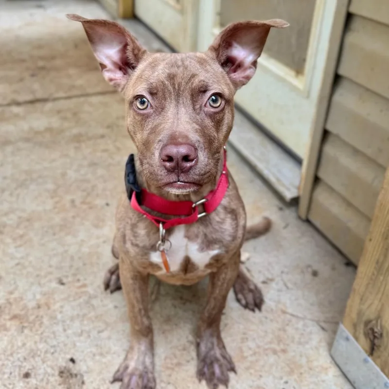 A baby small-sized male Brindle Mixed Breed dog named Theo for adoption in Alexandria, VA