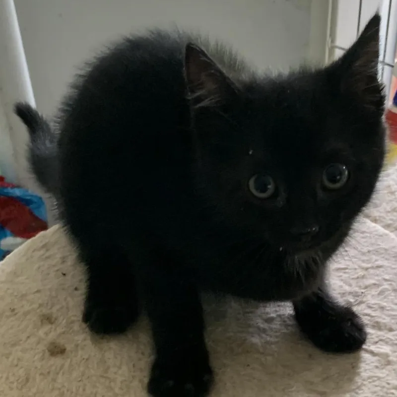 A baby small-sized female Black Domestic Short Hair cat named Spooky Estep for adoption in Woodstock, VA