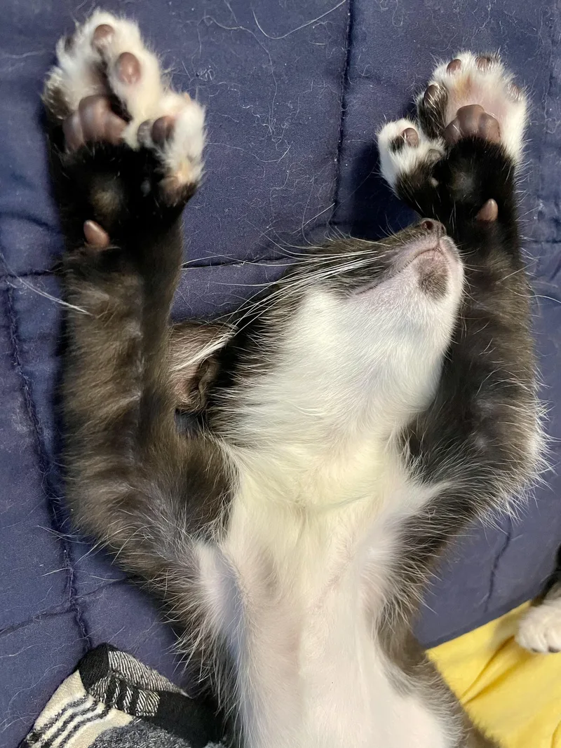 A young medium-sized female Buff & White Tuxedo cat named Yubi for adoption in Cincinnati, OH