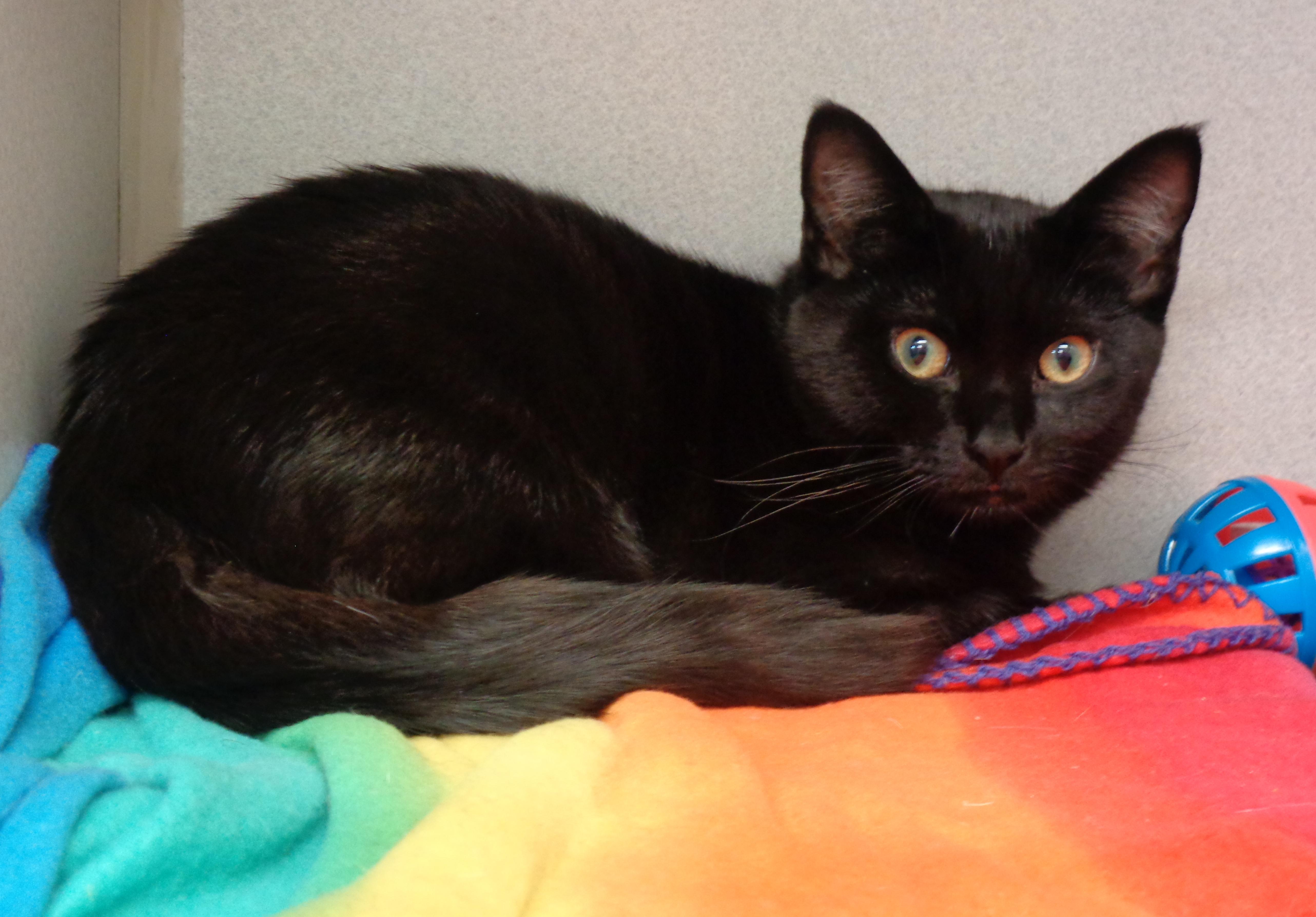 A baby small-sized male Black Domestic Short Hair cat named Blake for adoption in Delhi, NY