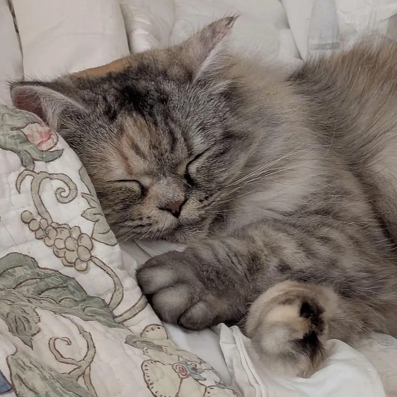 An adult medium-sized female Gray / Blue / Silver Persian cat named Shilo for adoption in Austin, TX