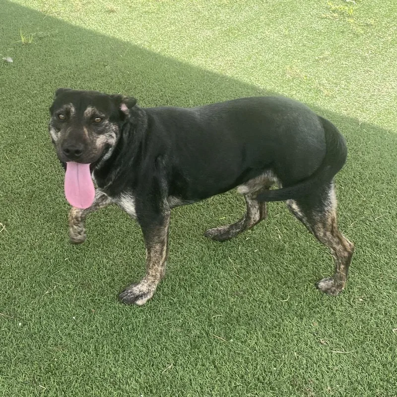 An adult medium-sized male Mixed Breed dog named Hooch for adoption in LOXAHATCHEE, FL