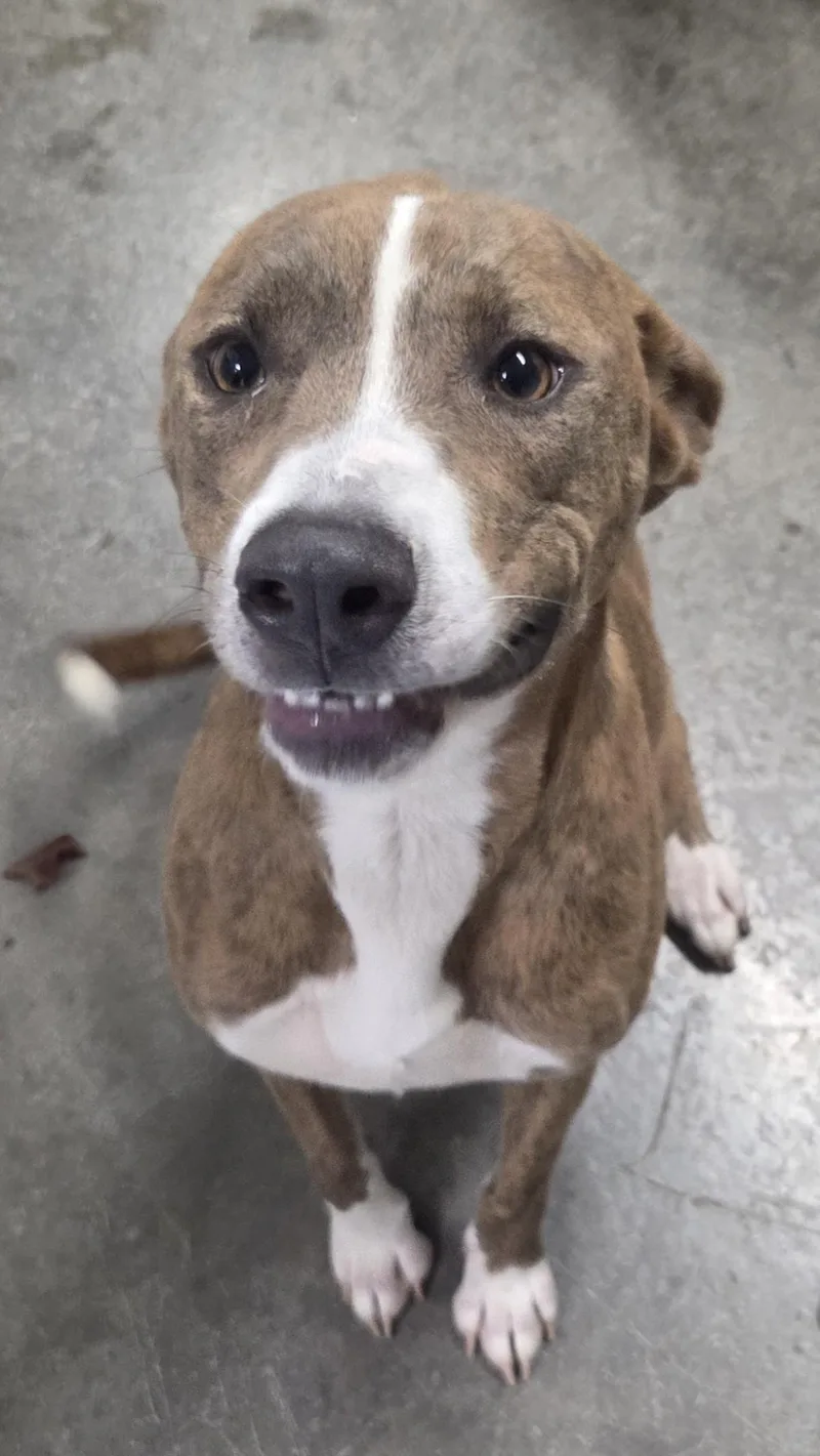 An adult medium-sized female Brindle Catahoula Leopard Dog dog named Lacey for adoption in Lebanon, TN