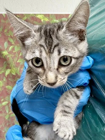 A young small-sized female Domestic Short Hair cat named Blaire for adoption in San Antonio, TX