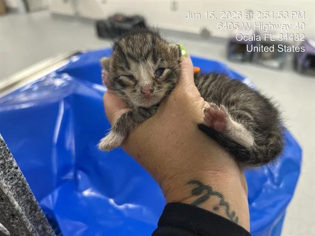 A baby small-sized female Domestic Short Hair cat named Amy for adoption in Ocala, FL
