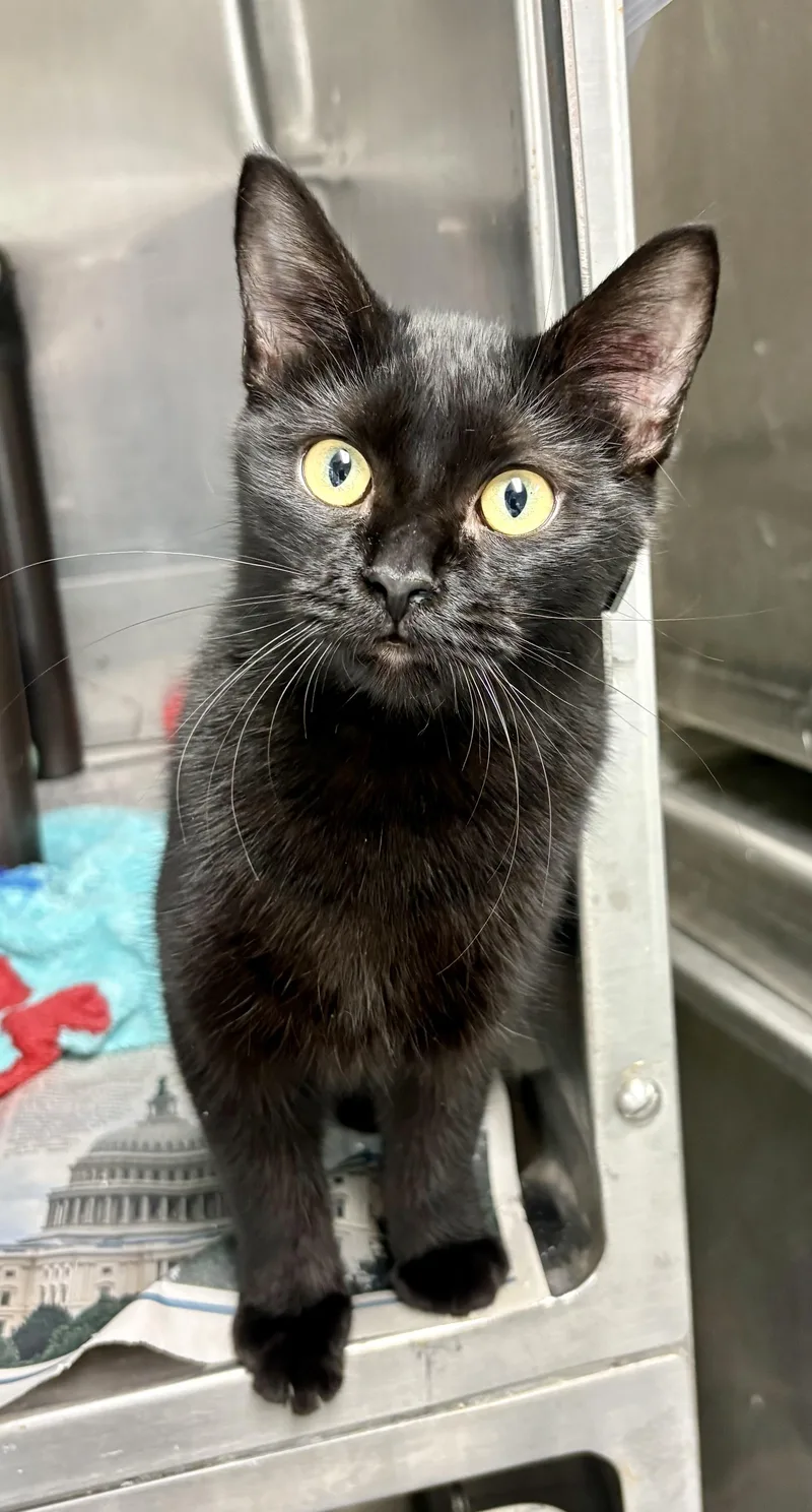 A young medium-sized female Black Domestic Short Hair cat named Elvira for adoption in Charles City, IA
