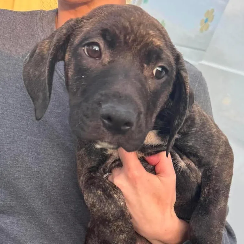 A baby medium-sized female Brindle Mixed Breed dog named Sweet Tea for adoption in Rockville, MD