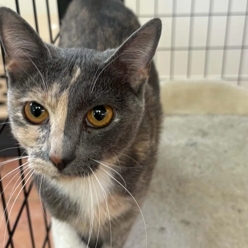 An adult small-sized female Tortoiseshell Domestic Short Hair cat named Hazel for adoption in Chillicothe, IL