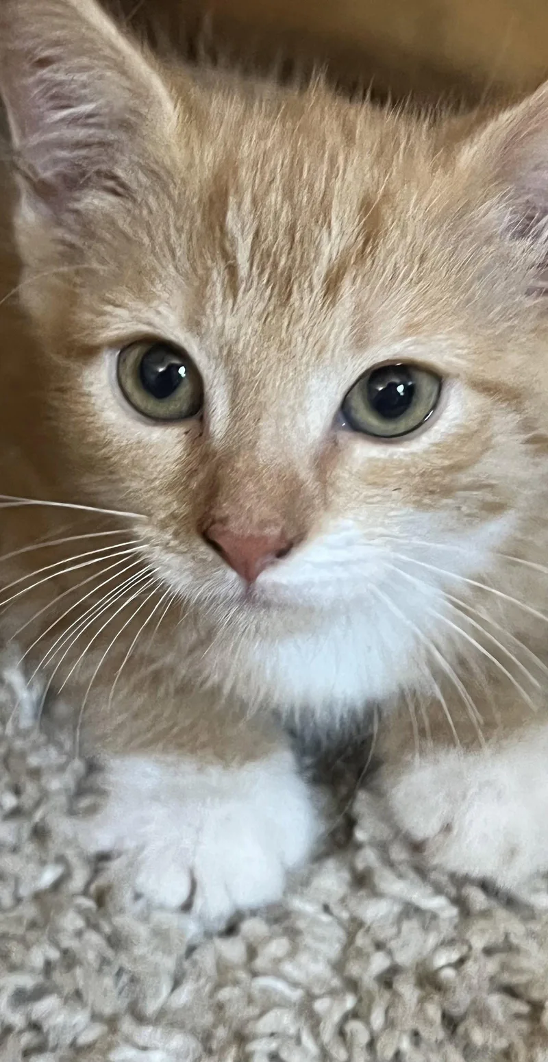 A baby medium-sized female Orange & White Domestic Short Hair cat named Darla Nagle for adoption in Trenton, NJ