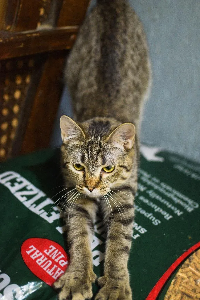 A young small-sized female Domestic Short Hair cat named Bea for adoption in St. James City, FL