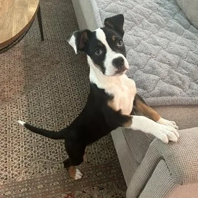 A baby medium-sized male Tricolor (Brown, Black, & White) Boxer dog named Taxi for adoption in Midlothian, VA