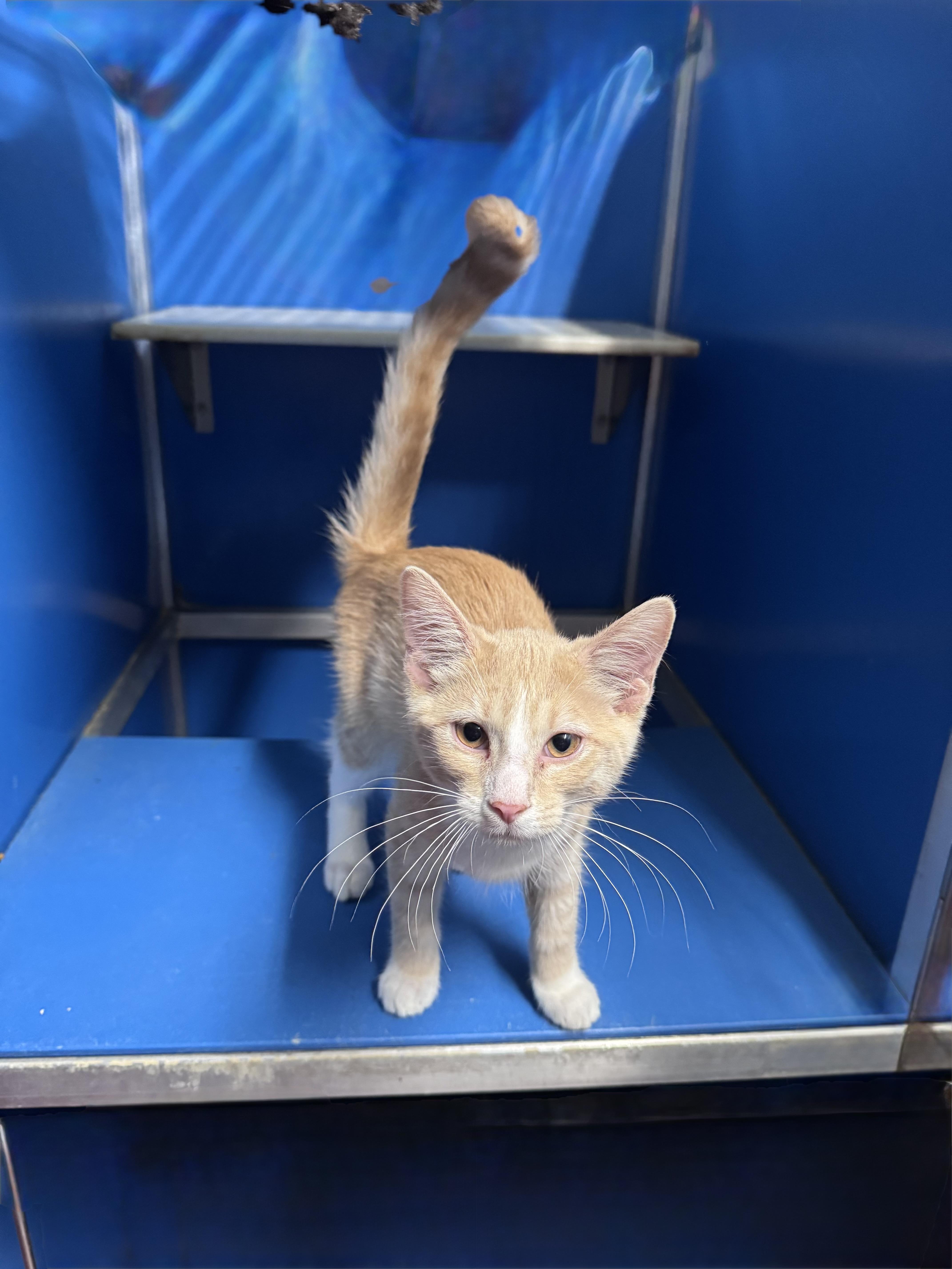 A baby medium-sized male Orange & White Domestic Short Hair cat named Steve for adoption in Hoopeston, IL