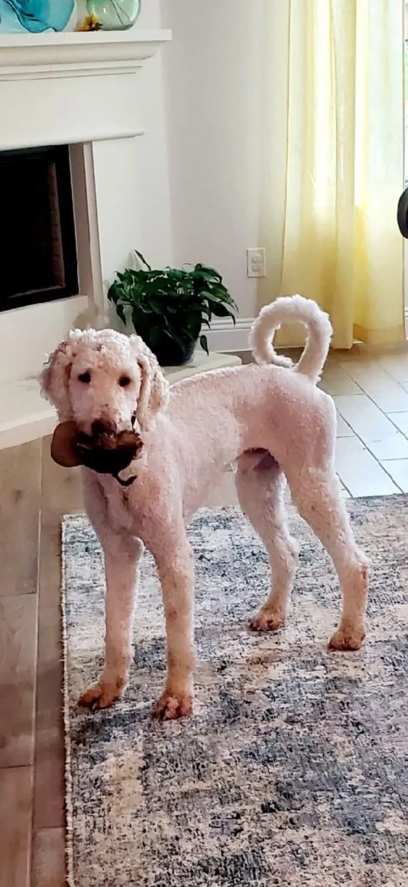 An adult large-sized male Standard Poodle dog named Mochi for adoption in Dallas, TX