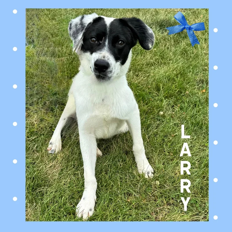 A young medium-sized male Hound dog named Larry for adoption in Mokena, IL