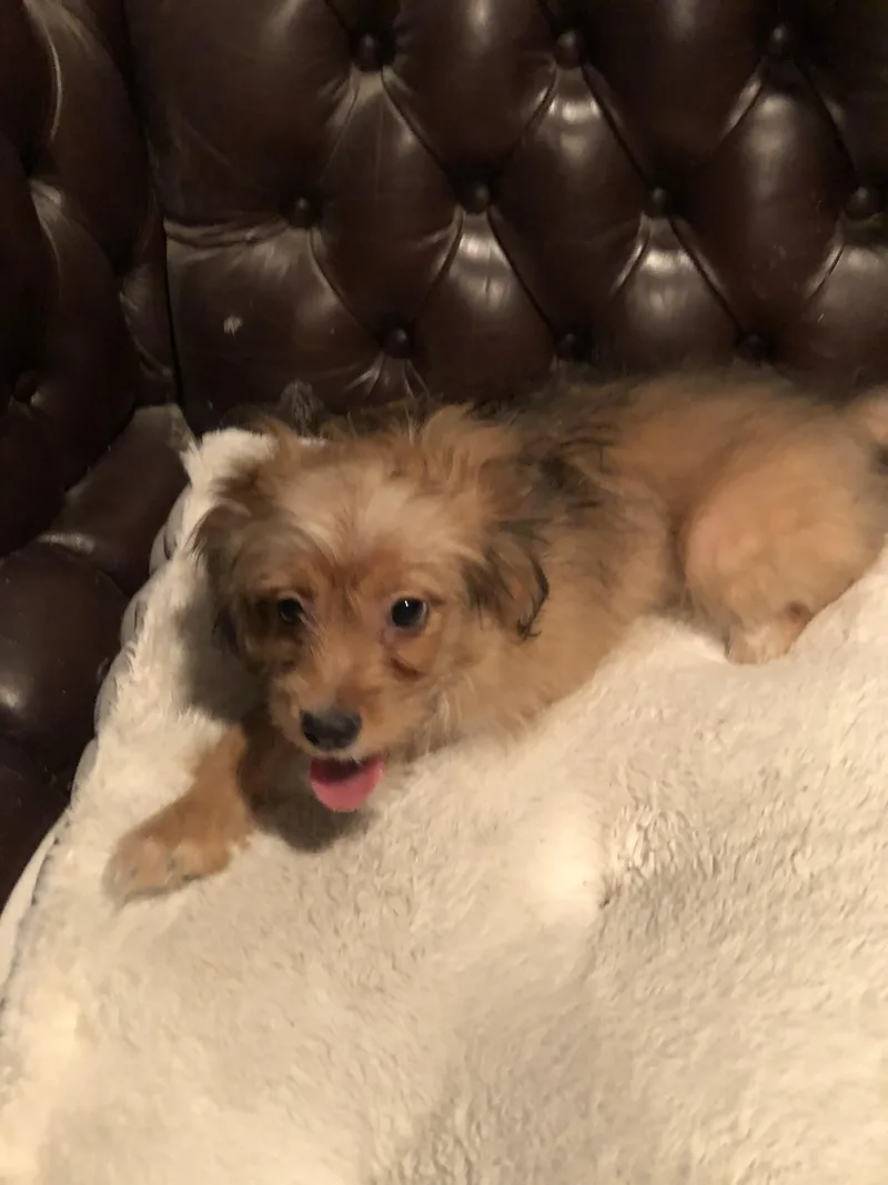 A baby small-sized male Golden Shih Tzu dog named Egglecias for adoption in Fresno, CA