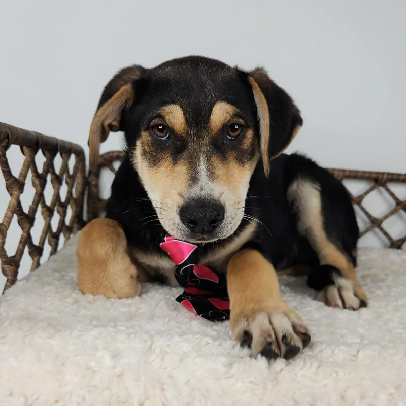 A baby small-sized male Yellow / Tan / Blond / Fawn Australian Shepherd dog named Kevin Jonas for adoption in Fort Wayne, IN