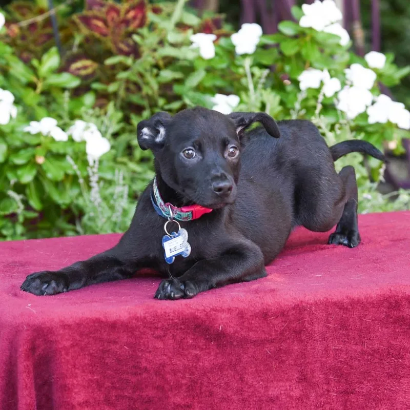 A baby small-sized male Black Labrador Retriever dog named Bueller for adoption in Wake Forest, NC