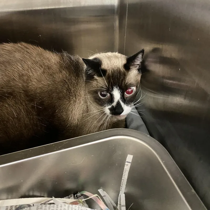 An adult large-sized male Domestic Short Hair cat named Smithsonian for adoption in Philadelphia, PA