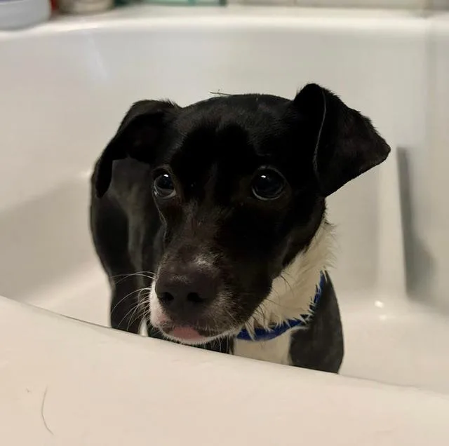 A young small-sized female Black Chihuahua dog named Mary for adoption in Winter Haven, FL