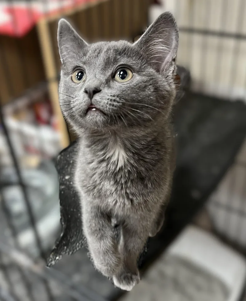 A baby medium-sized male Gray / Blue / Silver Domestic Short Hair cat named Zane for adoption in Shingletown, CA