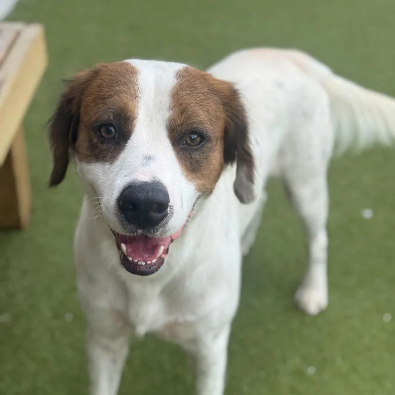 An adult medium-sized male White / Cream Spaniel dog named King Kumar for adoption in Indianapolis, IN