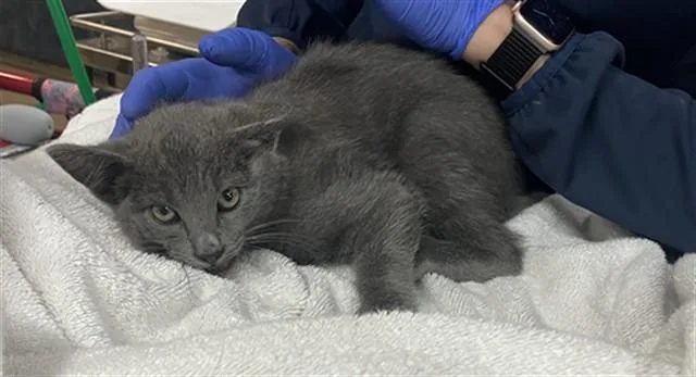 A baby small-sized male Domestic Short Hair cat named Hoshi for adoption in Long Beach, CA