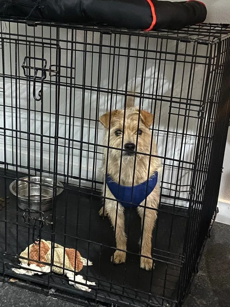 A young small-sized male Terrier dog named Lil Dude for adoption in Harlingen, TX