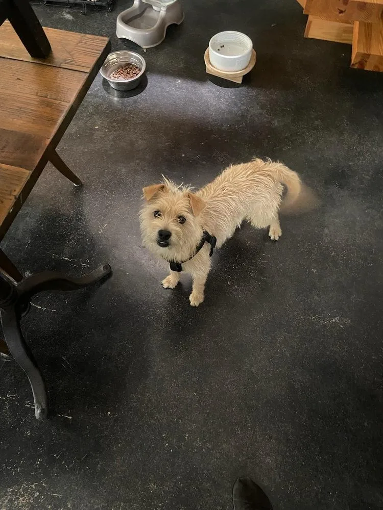 Lil Dude thumbnail 3