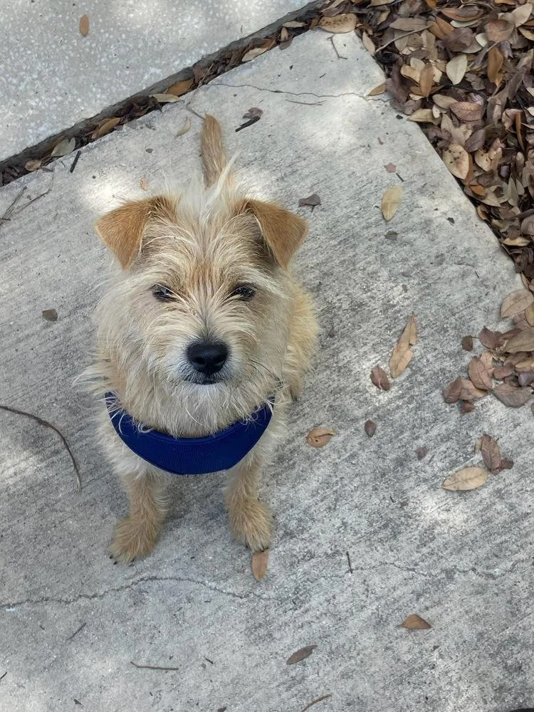 Lil Dude thumbnail 4