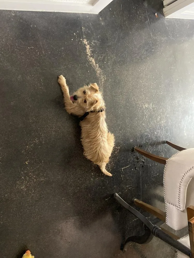 Lil Dude thumbnail 5