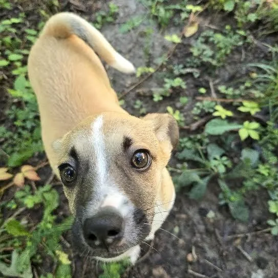 A baby small-sized female Yellow / Tan / Blond / Fawn Chihuahua dog named Donkey Hodie for adoption in Midlothian, VA