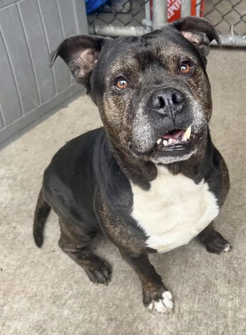 An adult medium-sized male Tricolor (Brown, Black, & White) Pit Bull Terrier dog named Trex for adoption in Chicago, IL
